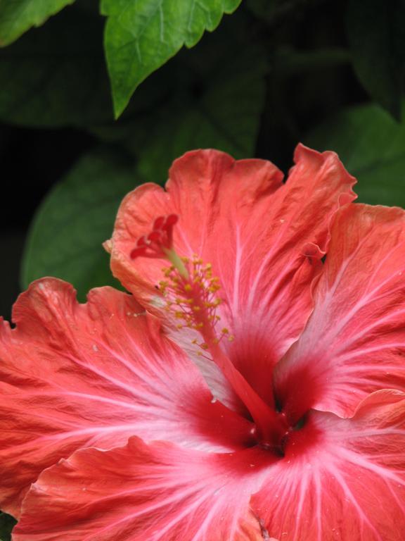 Aremango Guesthouse Rarotonga Exterior foto